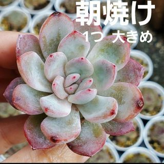 朝焼け❤︎根付き 多肉植物 大きめ  1つ(その他)