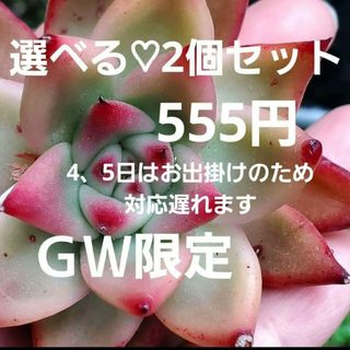 2個セット❤︎選べる 多肉植物 カット苗 他