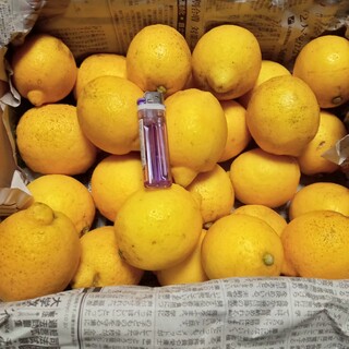 ３０年以上完全無農薬　完熟レモン(品種名リスボン)約4㎏入り　月桂樹おまけ　1(フルーツ)