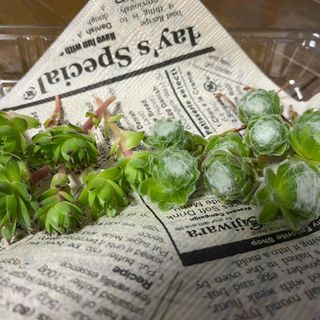 多肉植物　センペルビウム　ランナー　巻絹　上海ローズ　お子様　合わせて15本以上(その他)