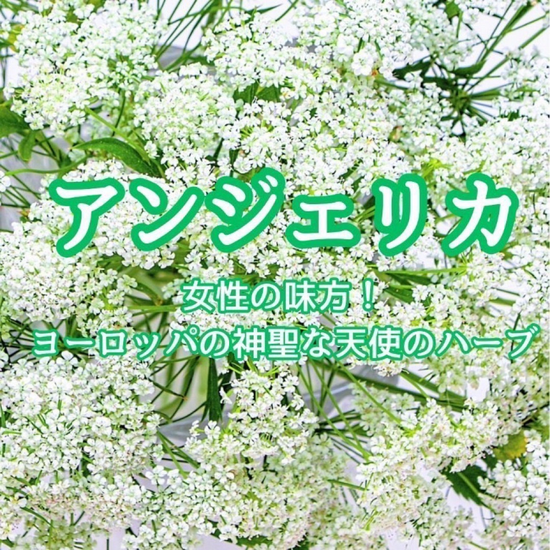【ハーブの種】アンジェリカ☆セイヨウトウキ 花の種子 約20粒！宿根草 切花 ハンドメイドのフラワー/ガーデン(プランター)の商品写真