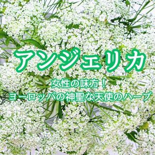 【ハーブの種】アンジェリカ☆セイヨウトウキ 花の種子 約20粒！宿根草 切花