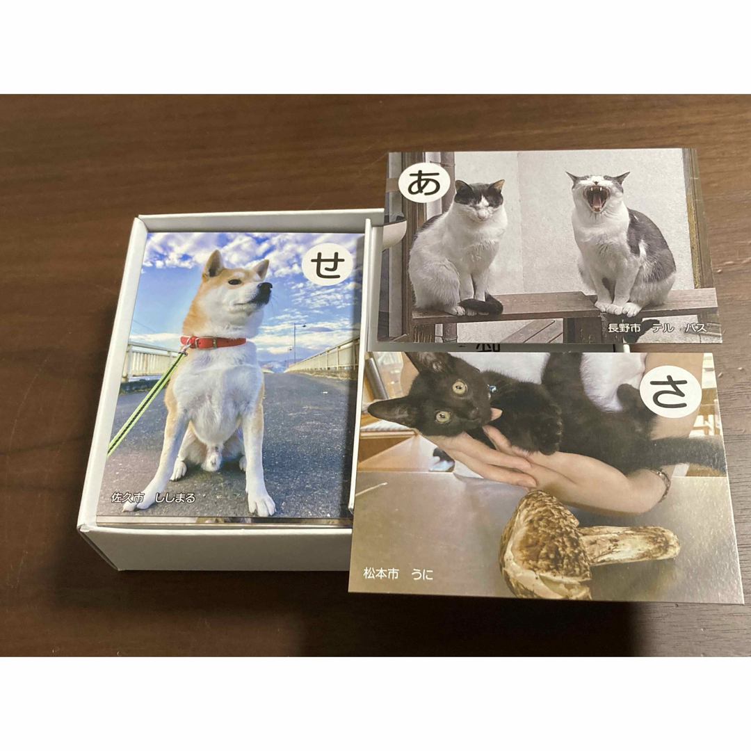 こと映えかるた　ことばえ　(猫と犬の絵) エンタメ/ホビーの本(語学/参考書)の商品写真