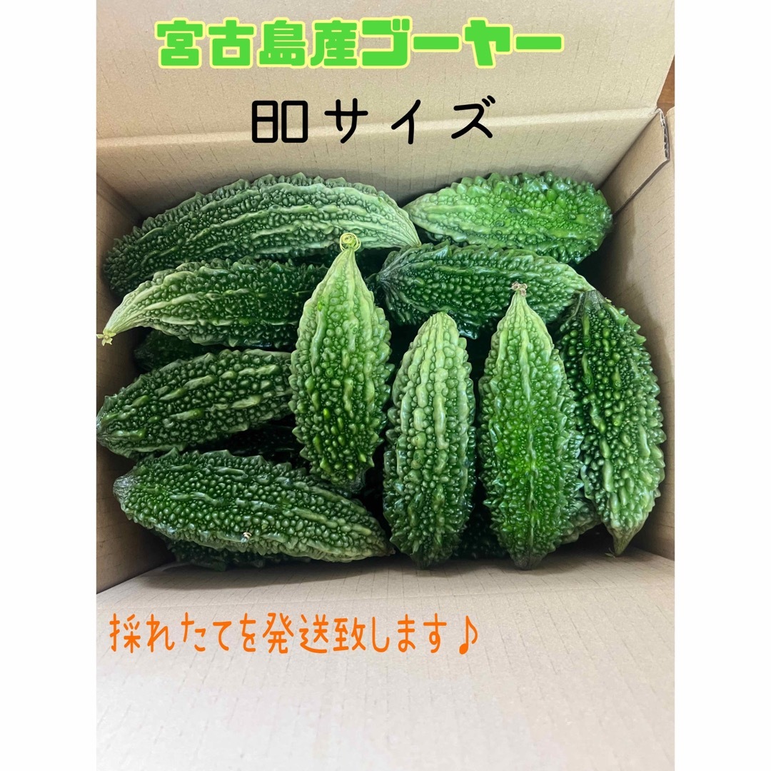 採れたて宮古島産ゴーヤー＊ 食品/飲料/酒の食品(野菜)の商品写真