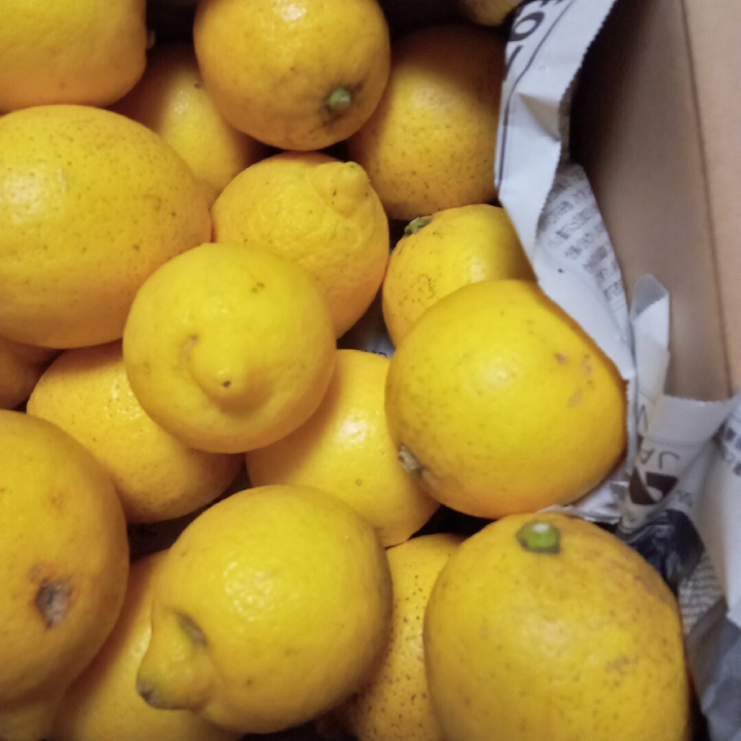 ３０年以上完全無農薬　完熟レモン(品種名リスボン)約4㎏入り　月桂樹おまけ 2 食品/飲料/酒の食品(フルーツ)の商品写真