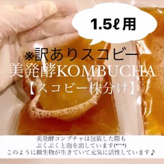 ※ 訳ありスコビー　コンブチャ1.5リットル作成用　紅茶きのこ(ダイエット食品)