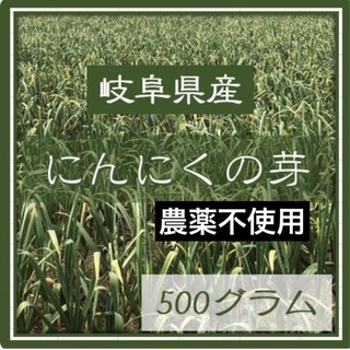 岐阜県産　にんにくの芽　500グラム　農薬不使用　農家直送　NO2(野菜)