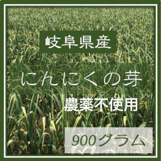 岐阜県産　にんにくの芽　900グラム　農薬不使用　農家直送　NO2(野菜)