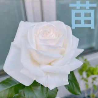 白薔薇 苗