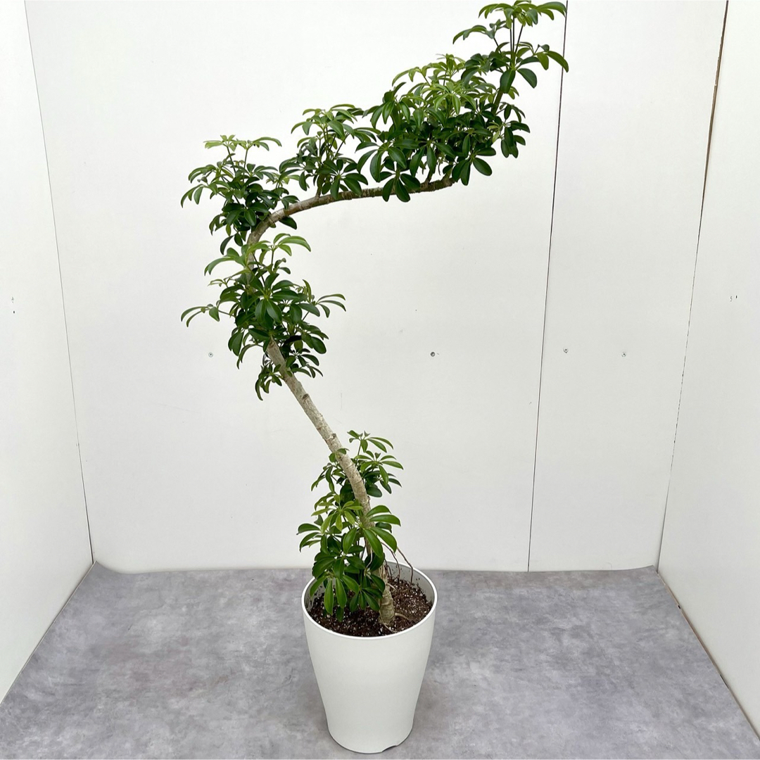 シェフレラ　コンパクタ　6【現品】観葉植物　室内 ハンドメイドのフラワー/ガーデン(その他)の商品写真