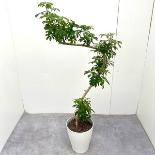 シェフレラ　コンパクタ　6【現品】観葉植物　室内(その他)