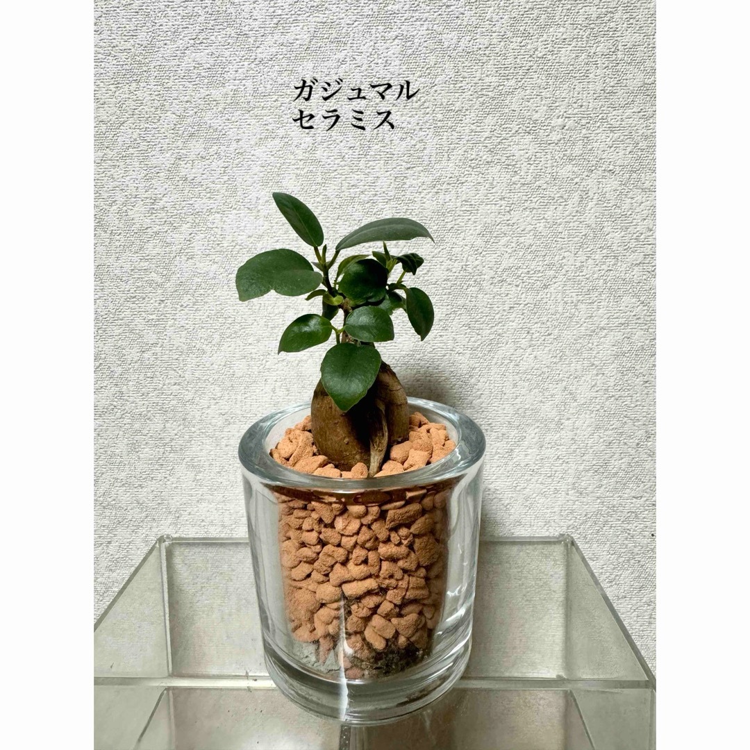 ガジュマル　セラミス　観葉植物　ハイドロカルチャー ハンドメイドのフラワー/ガーデン(ドライフラワー)の商品写真