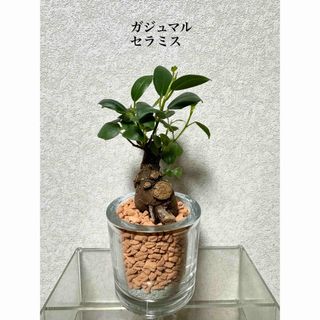 グレビレアとスカビオサ 春の移ろい鳥の巣 フライングリース ドライ グレビレアとスカビオサ 春の移ろい鳥の巣 フライングリース ドライ