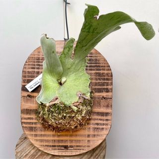 コウモリラン　ホルタミー　9【現品】観葉植物　板付(その他)