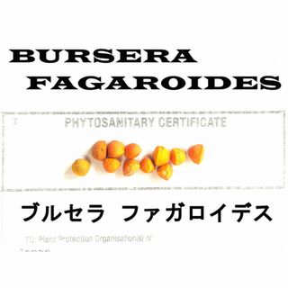 1月入荷 10粒 BURSERA FAGAROIDES ブルセラ ファガロイデス(その他)