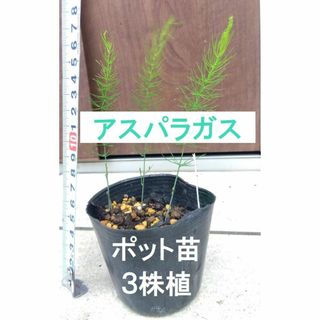 【ポットで発送】３株 アスパラガス 野菜苗 実生1年生　３株植え１ポット　無農薬(その他)