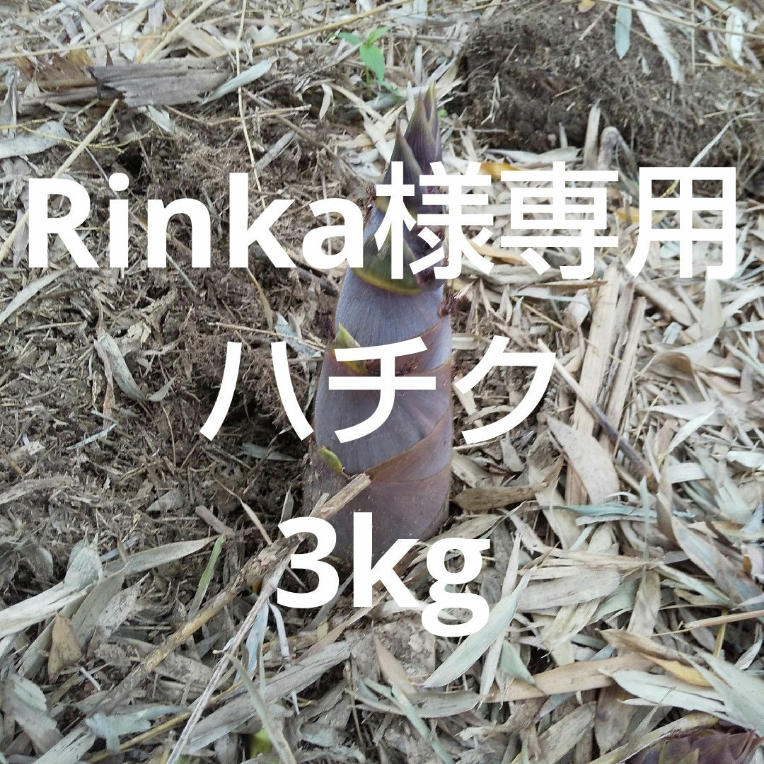 Rinka様　ハチク約3kg 新鮮 農薬不使用 食品/飲料/酒の食品(野菜)の商品写真