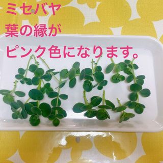 ■多肉植物■ミセバヤ① カット苗(その他)