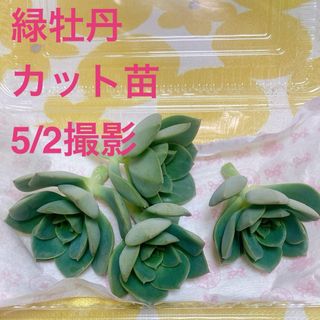 ■多肉植物■緑牡丹　カット苗(その他)