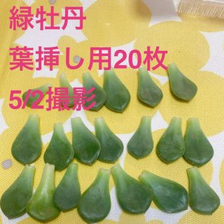 ■多肉植物■緑牡丹　葉挿し用(その他)