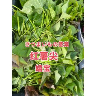 さつまいも芽400g(野菜)