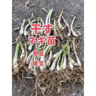 干すネギ苗50本(野菜)