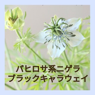50粒　レア種　鑑賞価値の高いパヒロサ系ニゲラ✦ブラックキャラウェイ✦花の種(その他)