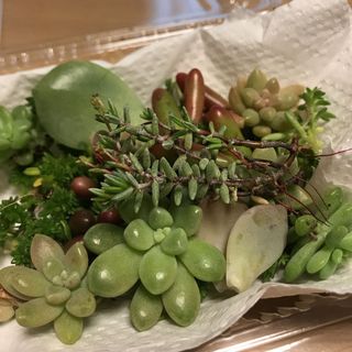 多肉植物 多肉植物カット苗