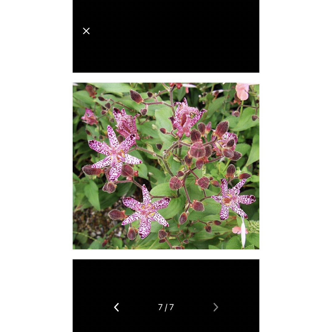 Tricyrtis hirta 5株　ホトトギス 苗　茶花　山野草　宿根草 ハンドメイドのフラワー/ガーデン(その他)の商品写真