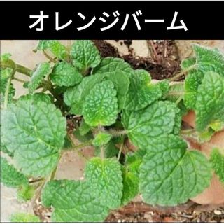 数量限定★オレンジバーム 挿し穂2本 無農薬 自然栽培(その他)