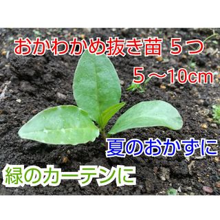 【今が植え時】おかわかめ抜き苗 ５つ(野菜)