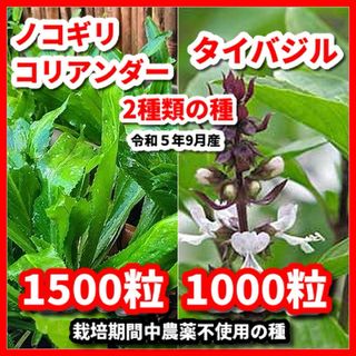 ノコギリコリアンダー＆タイバジルの種★栽培期間中農薬不使用の種(野菜)