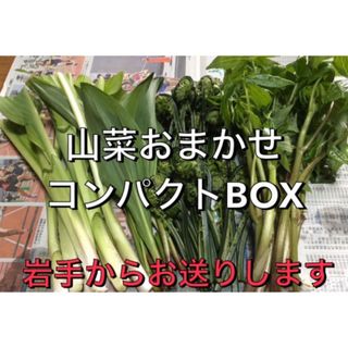 山菜おまかせ　コンパクトBOX