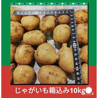 農家直送じゃがいも箱込み10kg(野菜)