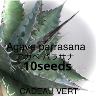 【アガベ種子】Agave parrasana☆アガベ パラサナ種子10粒＋1粒(その他)