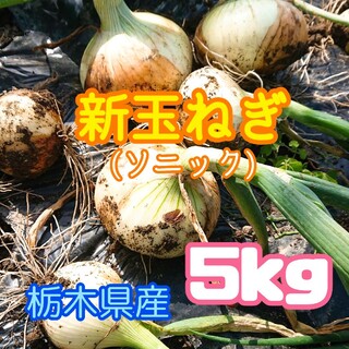 【数量限定】栃木県産　新玉ねぎ【ソニック】約5kg