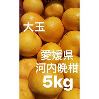 愛媛県産　宇和ゴールド　河内晩柑　柑橘　5kg(フルーツ)