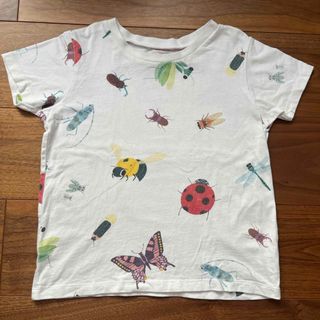 INSECT　COLLECTION - インセクトコレクション Tシャツ L