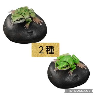 いきもの大図鑑　アマガエル　ガチャ　２種(その他)