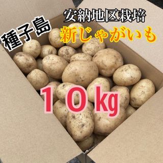 種子島　農家直送！安納地区の新じゃがいも　10キロ(野菜)