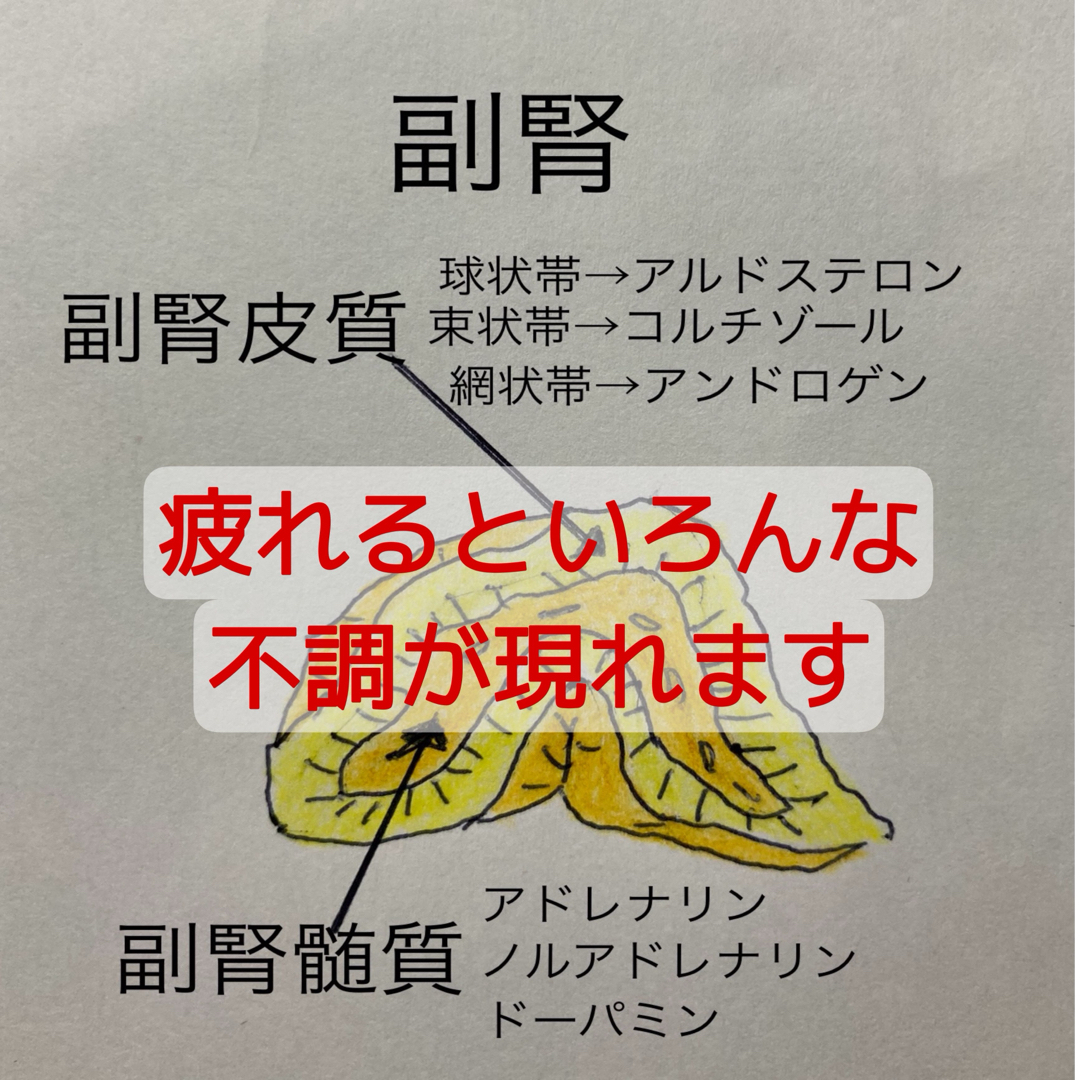 疲労、免疫力、炎症に！副腎と腸を元気にする！【しん健堂　ラクトファイバーB】 食品/飲料/酒の健康食品(その他)の商品写真