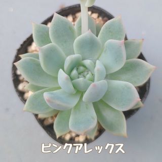 多肉植物　ピンクアレックス　抜き苗(その他)