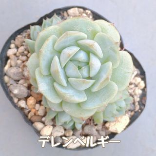 多肉植物　デレンベルギー　カット苗(その他)