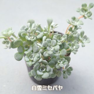 多肉植物　白雪ミセバヤ　抜き苗(その他)