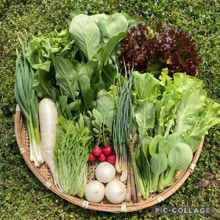 新鮮！旬の野菜セット(春) Sサイズ 栽培期間中農薬・化学肥料不使用(野菜)