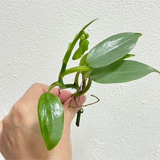 観葉植物 フィロデンドロン シルバーメタル 抜き苗(その他)