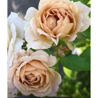 和薔薇★四季咲き★薔薇★薔薇苗★挿し木苗★バラ★強健★初心者向け(その他)