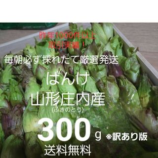 山形鳥海山産　朝摘み天然ばんけ約300g(訳ありふきのとう)蕗の薹　春野菜　山菜(野菜)