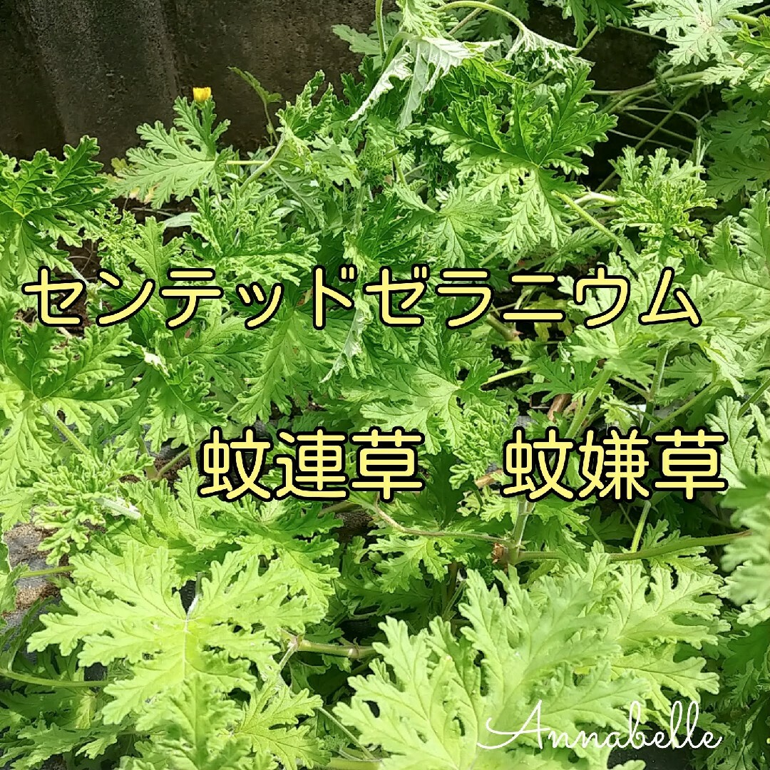 センテッドゼラニウム 蚊連草 蚊嫌草 挿し穂 ハーブ ニオイゼラニウム ハンドメイドのフラワー/ガーデン(その他)の商品写真