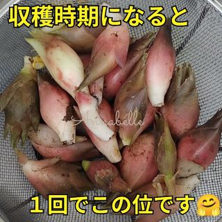 みょうが 地下茎 薬味 茗荷 野菜 ミョウガ 家庭菜園 プランター(野菜)